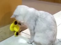 Windmill Cat Toy