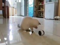 Smart Cat Toy with Wheels